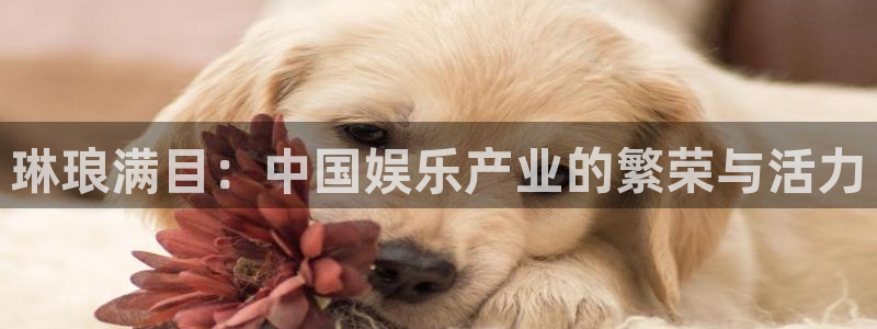 壹号娱乐强制退款流程详解