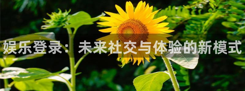 壹号平台app下载安装