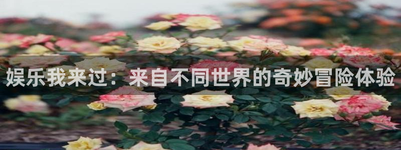 壹号娱乐网址